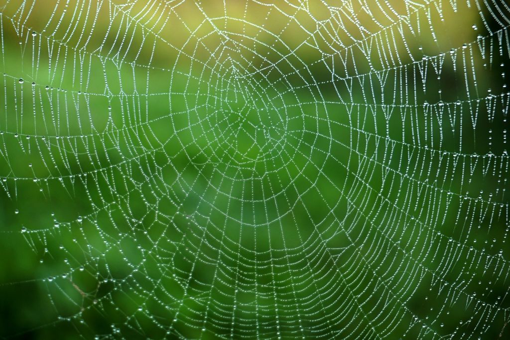 cobweb-6510231_1920