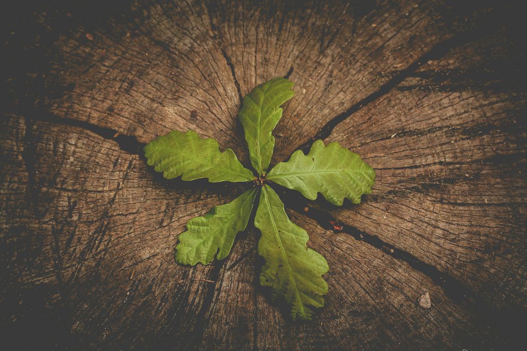 rob-wicks-XyrZYDr2jWM-unsplash